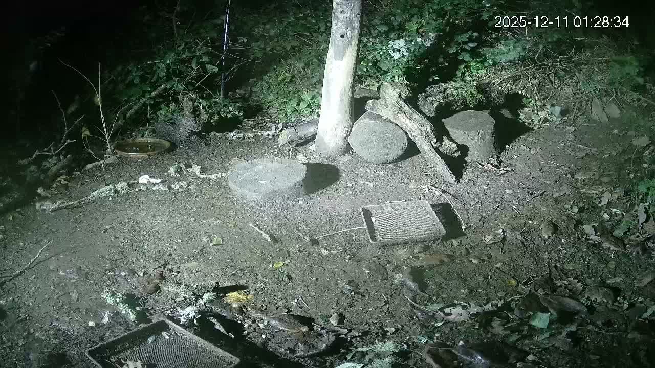 Cornwall, Badgers Watching Pigeon Feeder Live Cam -  Helston, Cornwall, South West, England, United Kingdom