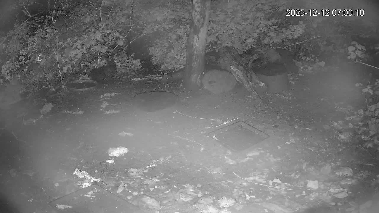 Cornwall, Badgers Watching Pigeon Feeder Live Cam -  Helston, Cornwall, South West, England, United Kingdom