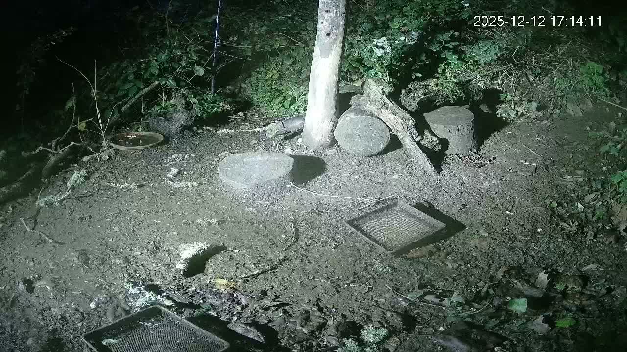 Cornwall, Badgers Watching Pigeon Feeder Live Cam -  Helston, Cornwall, South West, England, United Kingdom