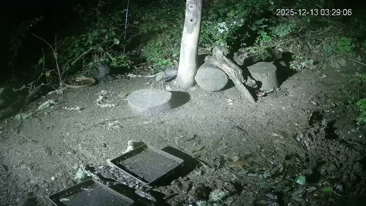 Cornwall, Badgers Watching Pigeon Feeder Live Cam -  Helston, Cornwall, South West, England, United Kingdom