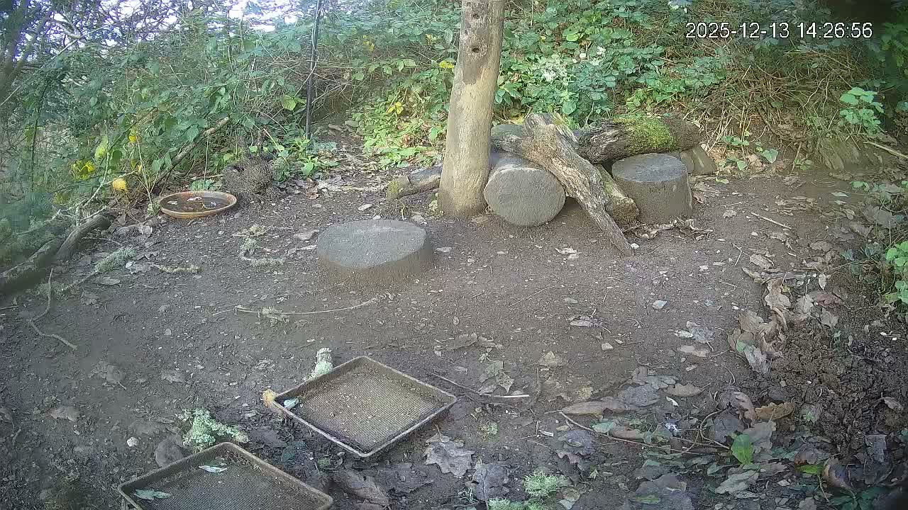 Cornwall, Badgers Watching Pigeon Feeder Live Cam -  Helston, Cornwall, South West, England, United Kingdom