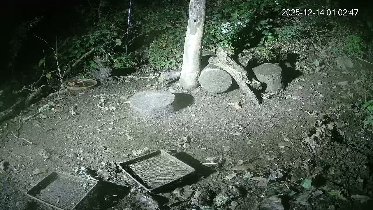 Cornwall, Badgers Watching Pigeon Feeder Live Cam -  Helston, Cornwall, South West, England, United Kingdom