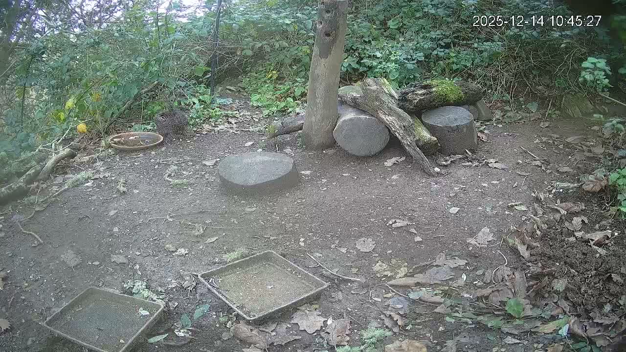 Cornwall, Badgers Watching Pigeon Feeder Live Cam -  Helston, Cornwall, South West, England, United Kingdom