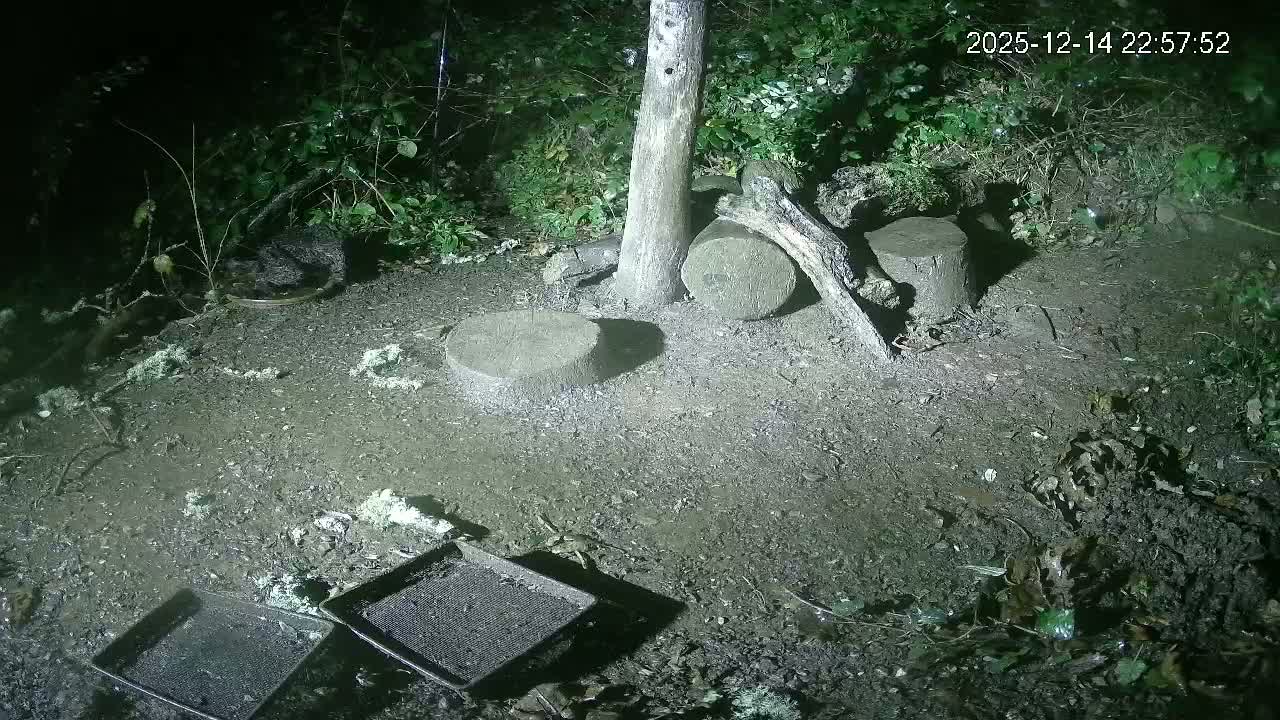 A damp, leaf-strewn dirt clearing in a wooded area is visible under an overcast sky, featuring several tree stumps, logs, and metal trays likely used for animal feeding.