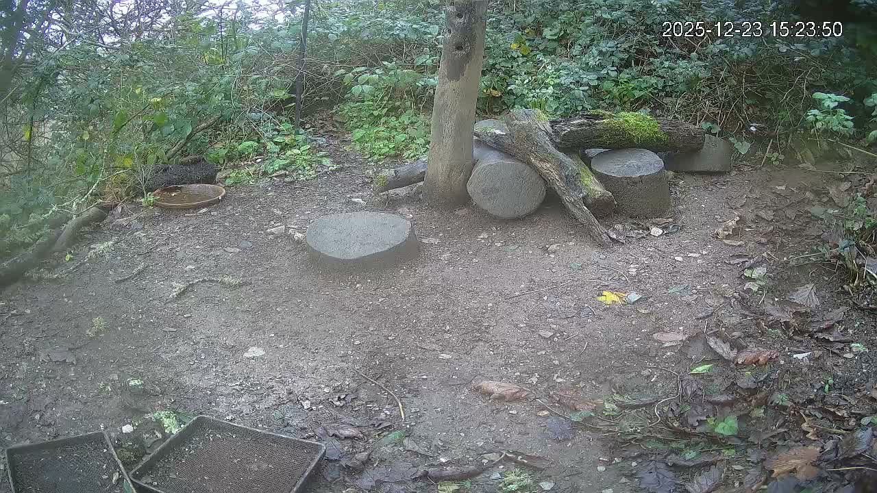 Cornwall, Badgers Watching Pigeon Feeder Live Cam -  Helston, Cornwall, South West, England, United Kingdom