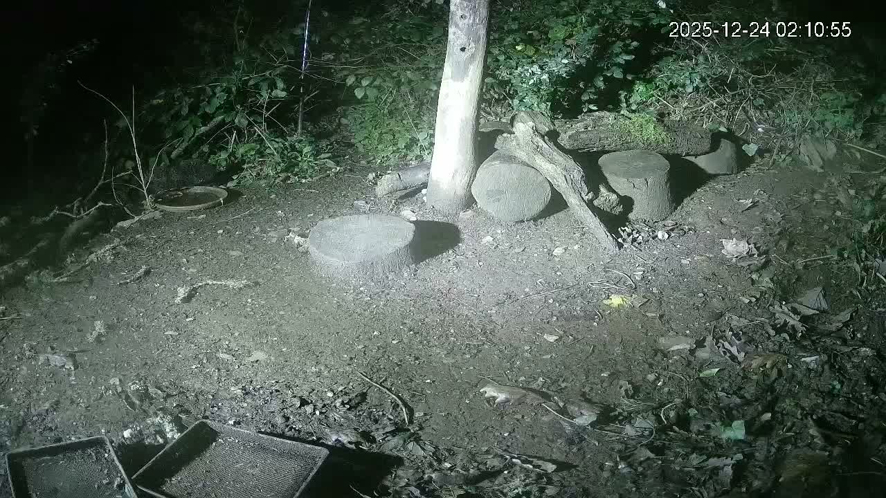 Cornwall, Badgers Watching Pigeon Feeder Live Cam -  Helston, Cornwall, South West, England, United Kingdom