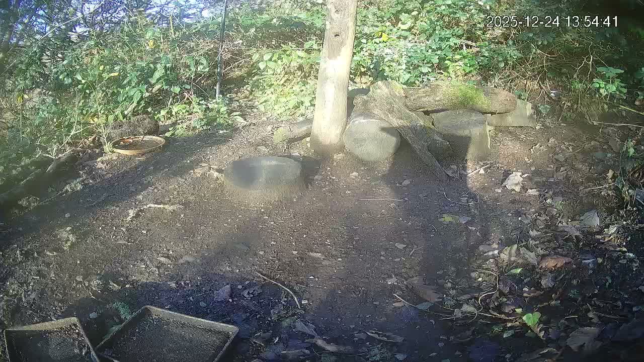 Cornwall, Badgers Watching Pigeon Feeder Live Cam -  Helston, Cornwall, South West, England, United Kingdom