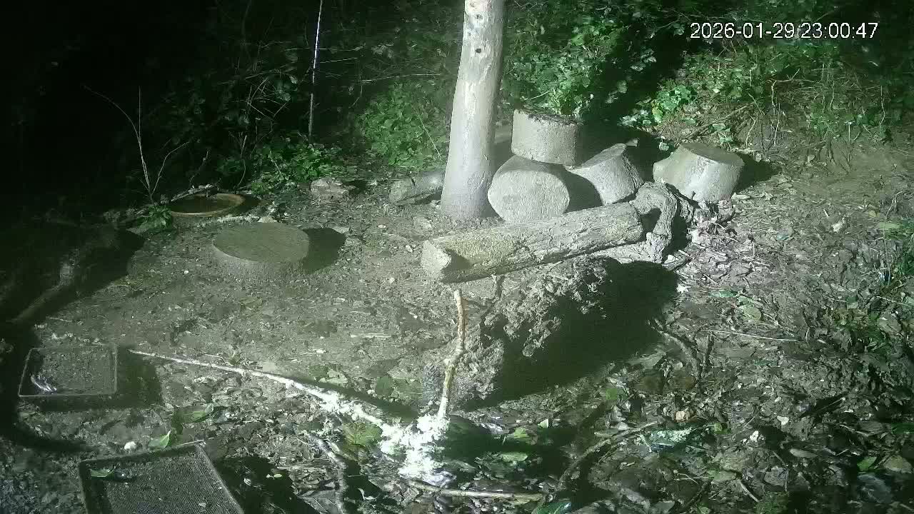 Cornwall, Badgers Watching Pigeon Feeder Live Cam -  Helston, Cornwall, South West, England, United Kingdom