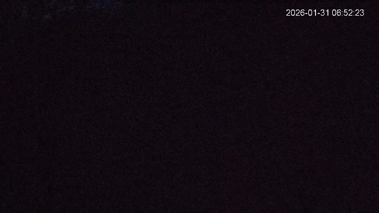 Cornwall, Badgers Watching Pigeon Feeder Live Cam -  Helston, Cornwall, South West, England, United Kingdom