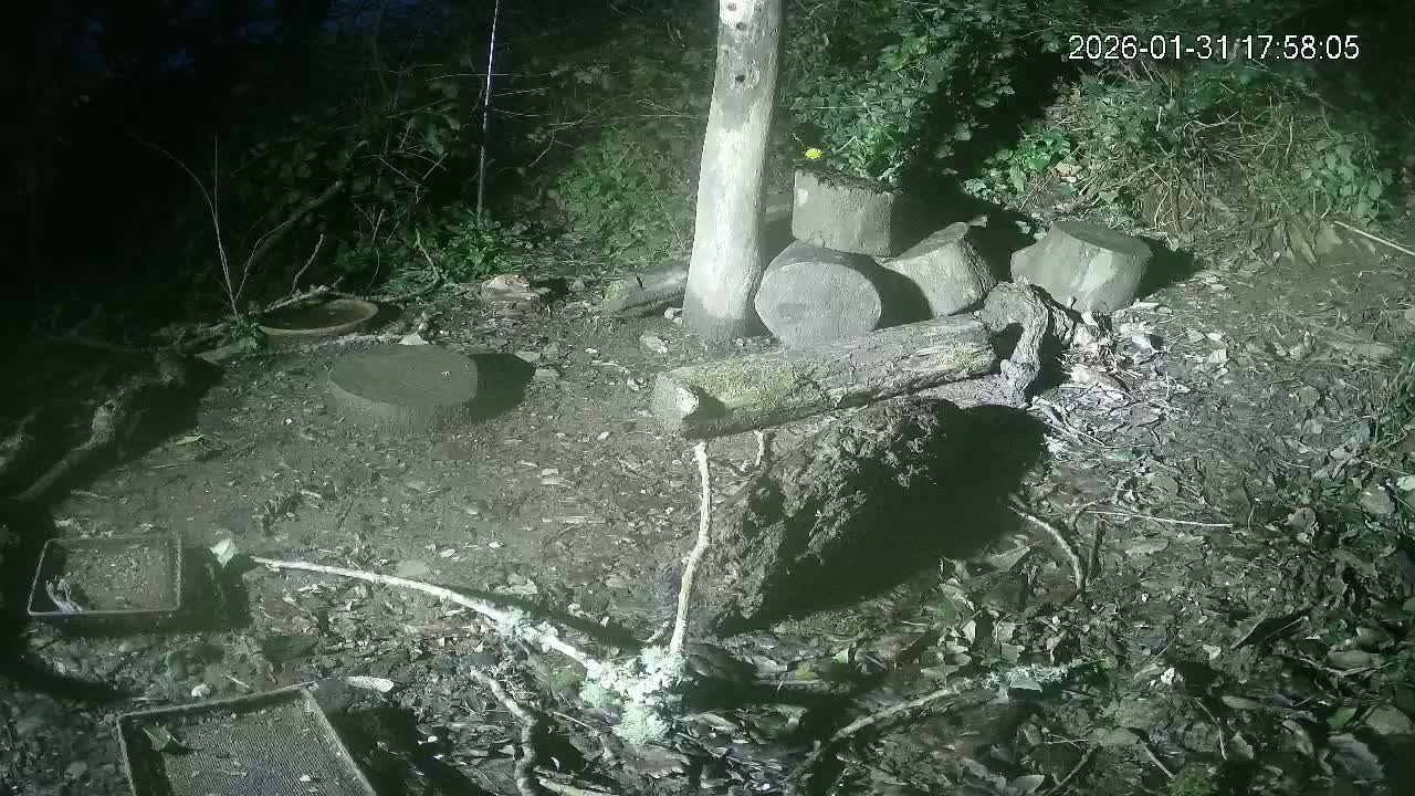Cornwall, Badgers Watching Pigeon Feeder Live Cam -  Helston, Cornwall, South West, England, United Kingdom