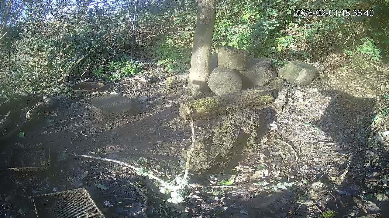 Cornwall, Badgers Watching Pigeon Feeder Live Cam -  Helston, Cornwall, South West, England, United Kingdom