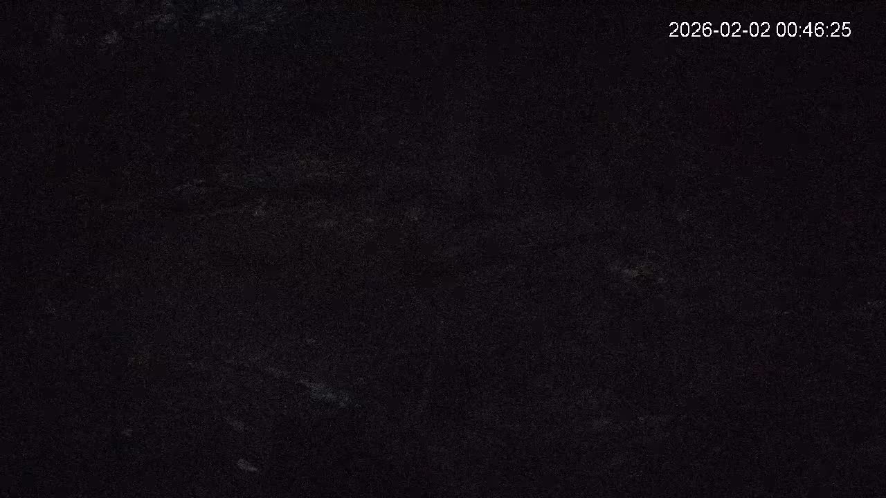 Cornwall, Badgers Watching Pigeon Feeder Live Cam -  Helston, Cornwall, South West, England, United Kingdom