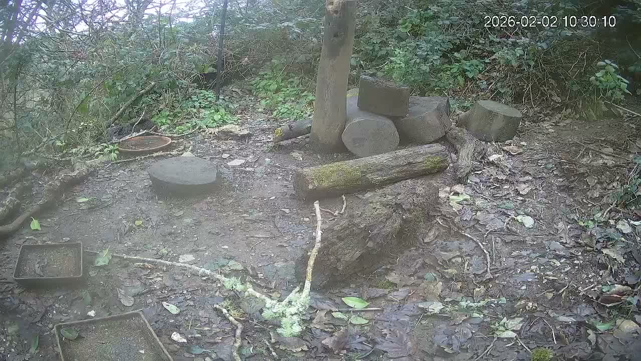 Cornwall, Badgers Watching Pigeon Feeder Live Cam -  Helston, Cornwall, South West, England, United Kingdom