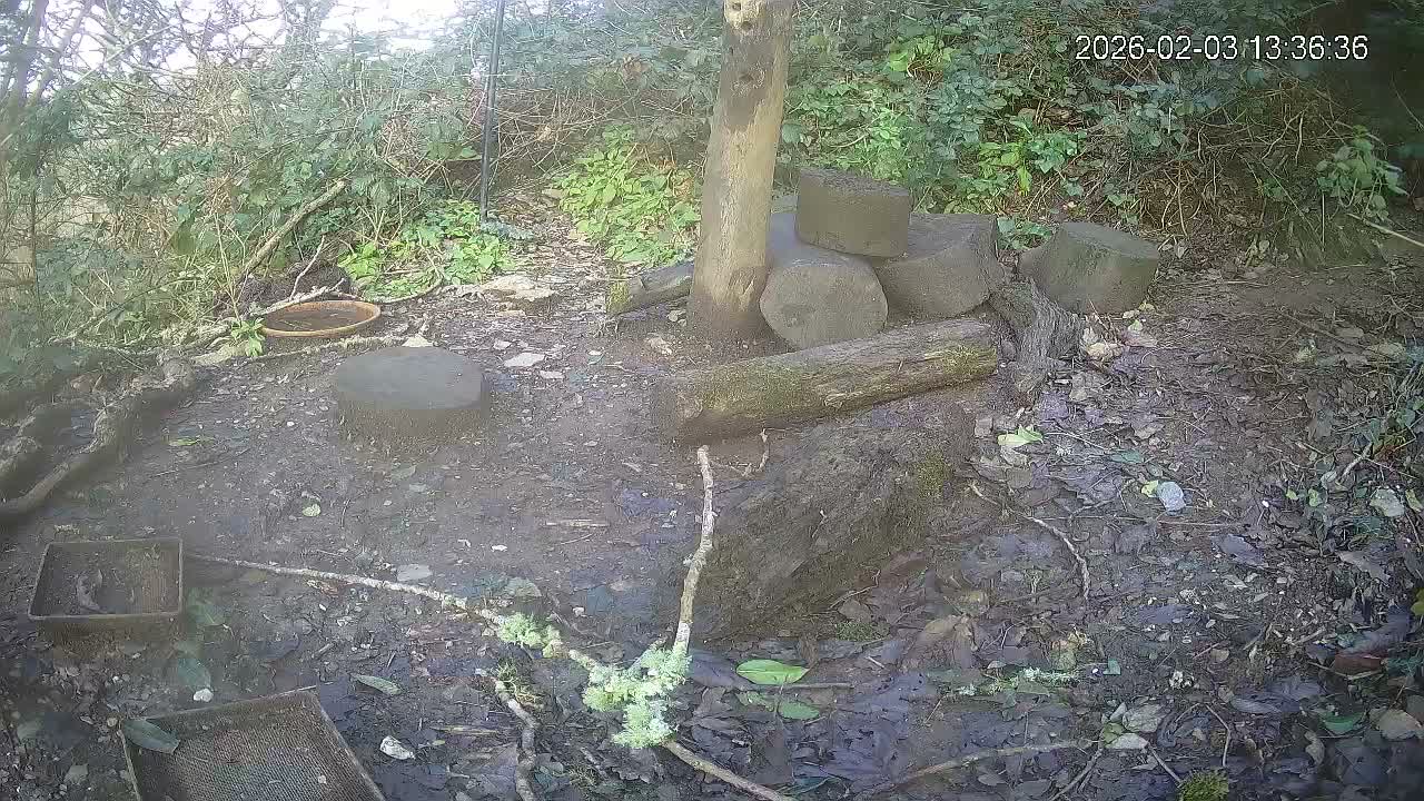 Cornwall, Badgers Watching Pigeon Feeder Live Cam -  Helston, Cornwall, South West, England, United Kingdom