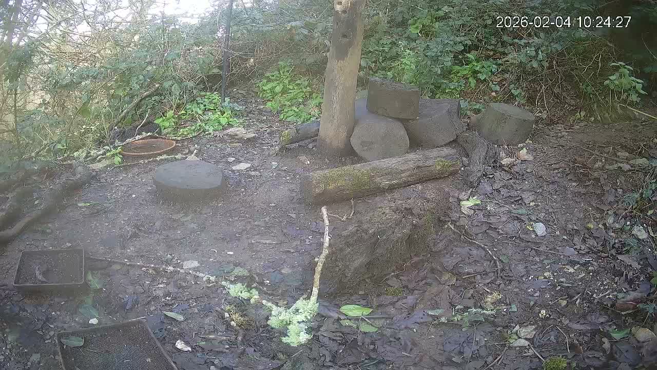 Cornwall, Badgers Watching Pigeon Feeder Live Cam -  Helston, Cornwall, South West, England, United Kingdom