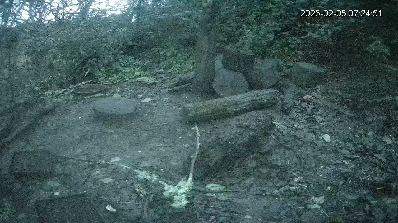 Cornwall, Badgers Watching Pigeon Feeder Live Cam -  Helston, Cornwall, South West, England, United Kingdom