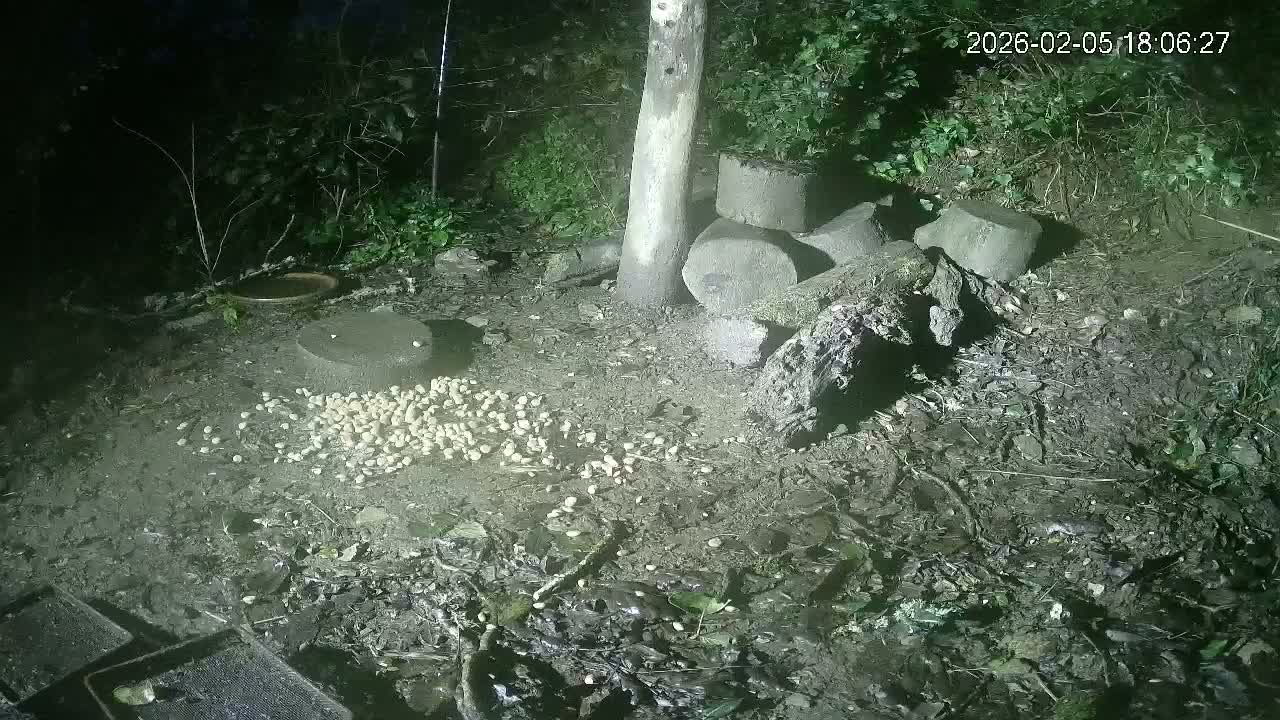 Cornwall, Badgers Watching Pigeon Feeder Live Cam -  Helston, Cornwall, South West, England, United Kingdom