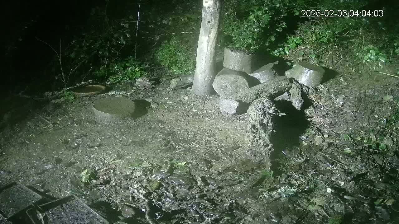 Cornwall, Badgers Watching Pigeon Feeder Live Cam -  Helston, Cornwall, South West, England, United Kingdom