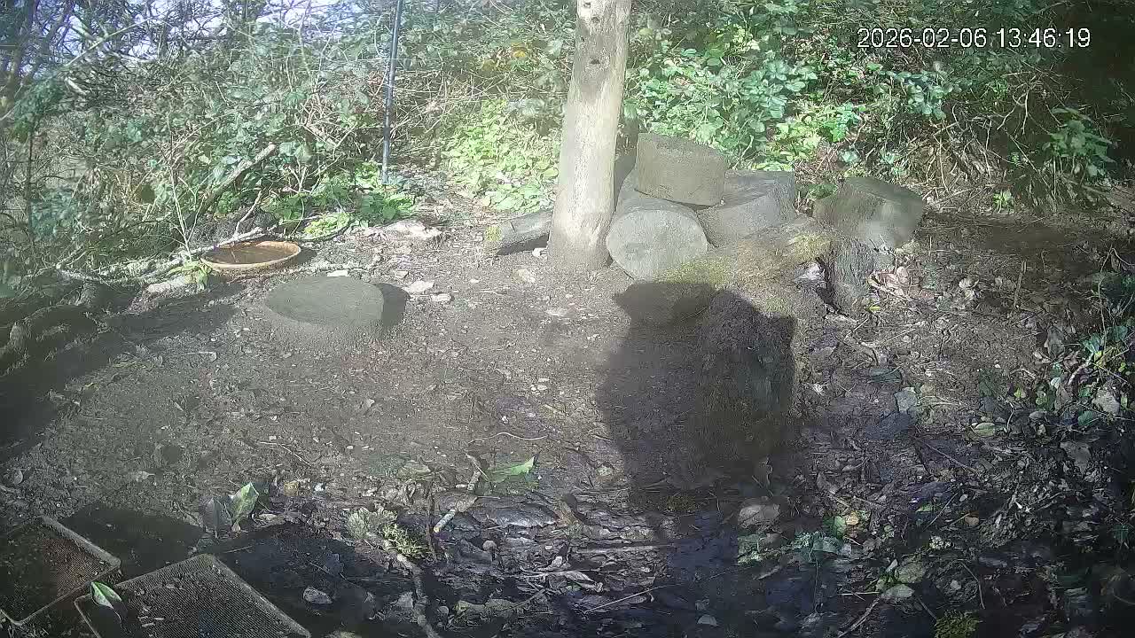 Cornwall, Badgers Watching Pigeon Feeder Live Cam -  Helston, Cornwall, South West, England, United Kingdom