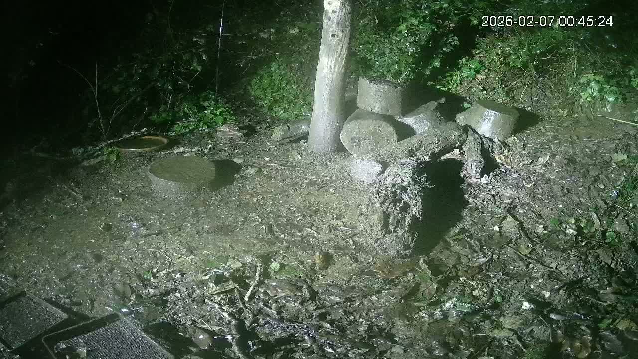 Cornwall, Badgers Watching Pigeon Feeder Live Cam -  Helston, Cornwall, South West, England, United Kingdom