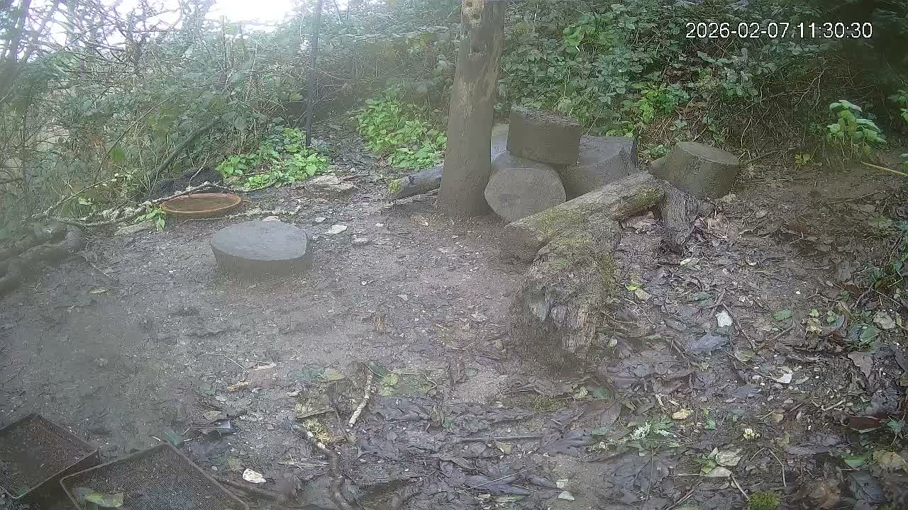 Cornwall, Badgers Watching Pigeon Feeder Live Cam -  Helston, Cornwall, South West, England, United Kingdom