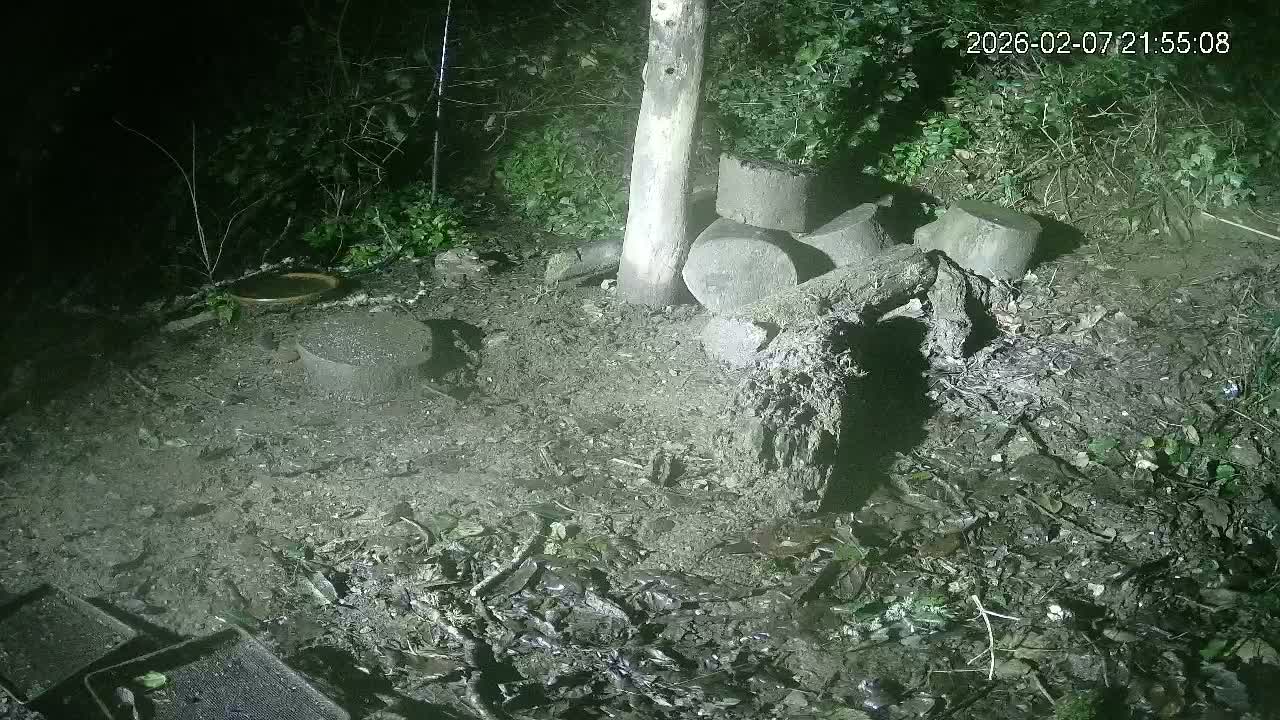 Cornwall, Badgers Watching Pigeon Feeder Live Cam -  Helston, Cornwall, South West, England, United Kingdom
