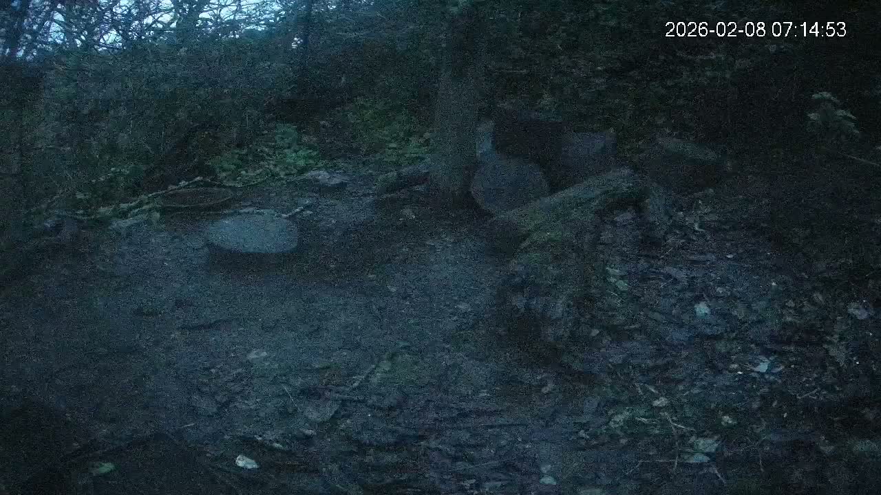 Cornwall, Badgers Watching Pigeon Feeder Live Cam -  Helston, Cornwall, South West, England, United Kingdom