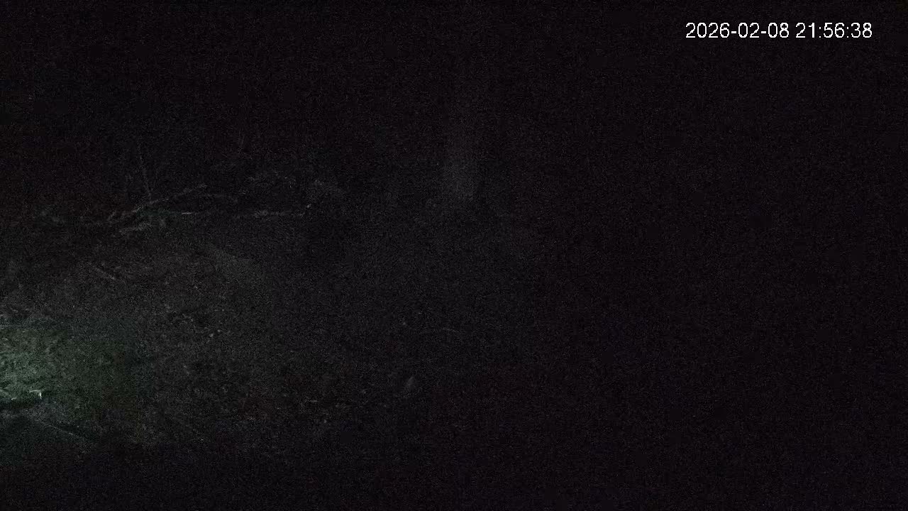 Cornwall, Badgers Watching Pigeon Feeder Live Cam -  Helston, Cornwall, South West, England, United Kingdom