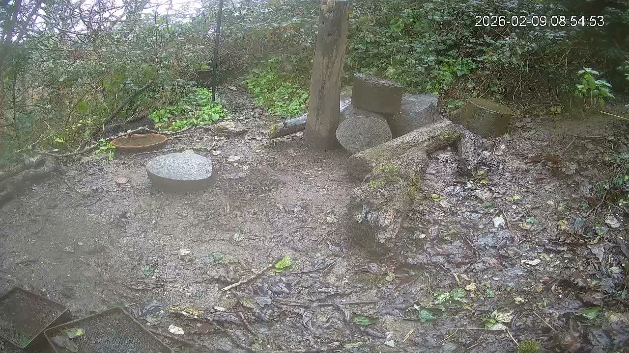 Cornwall, Badgers Watching Pigeon Feeder Live Cam -  Helston, Cornwall, South West, England, United Kingdom