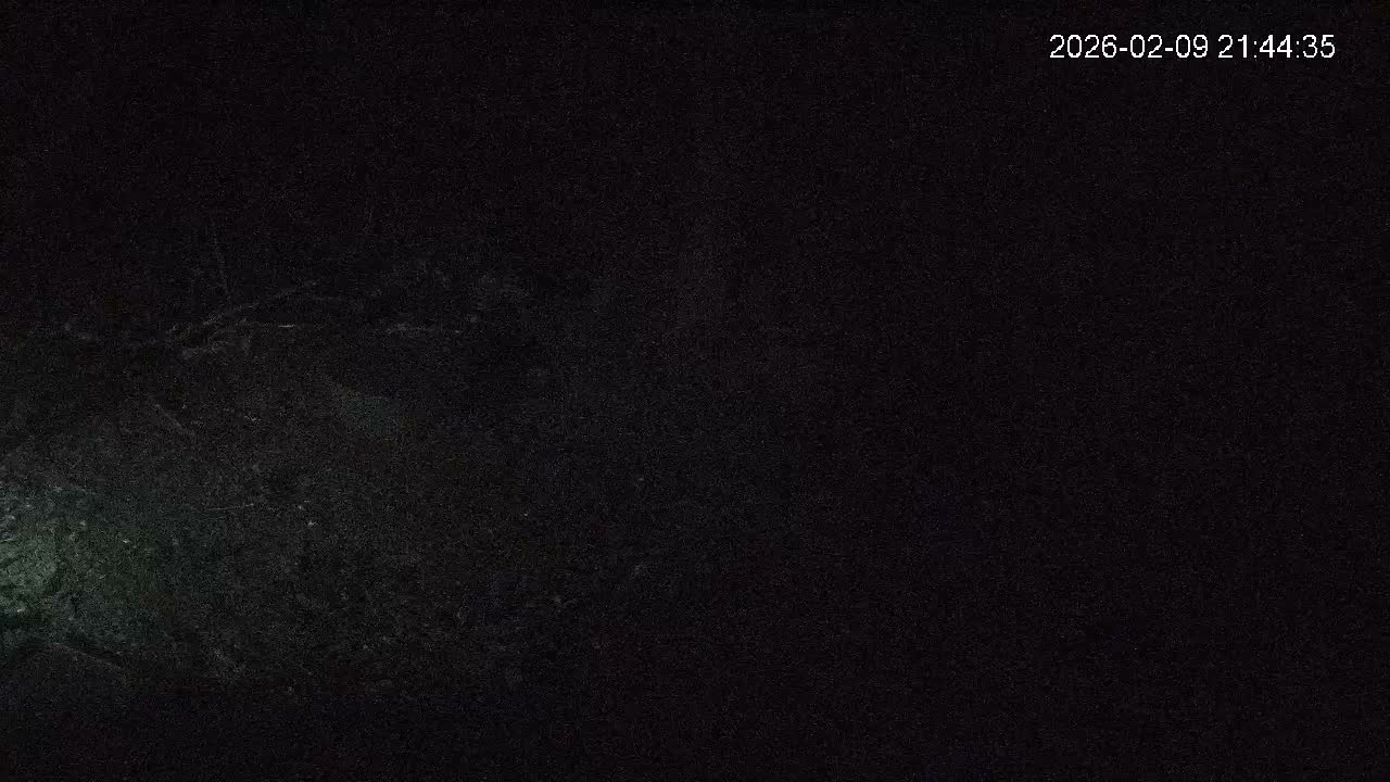 Cornwall, Badgers Watching Pigeon Feeder Live Cam -  Helston, Cornwall, South West, England, United Kingdom