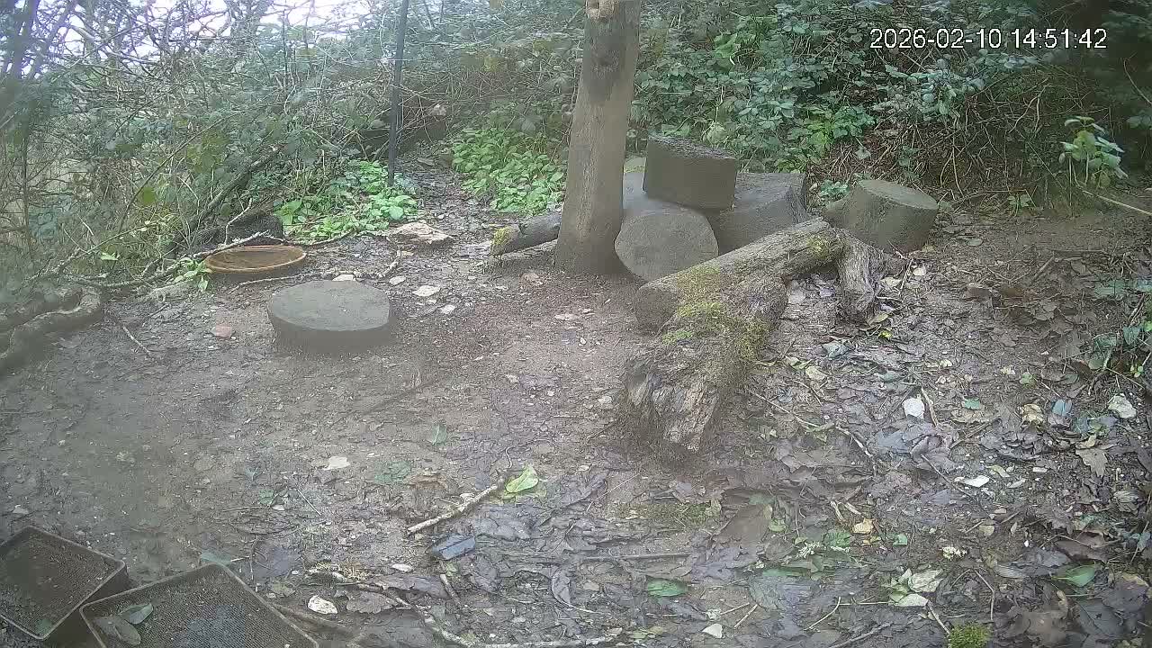 Cornwall, Badgers Watching Pigeon Feeder Live Cam -  Helston, Cornwall, South West, England, United Kingdom