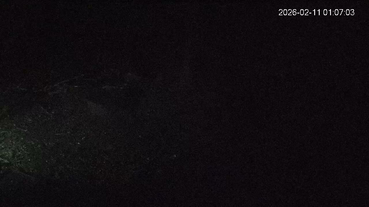 Cornwall, Badgers Watching Pigeon Feeder Live Cam -  Helston, Cornwall, South West, England, United Kingdom