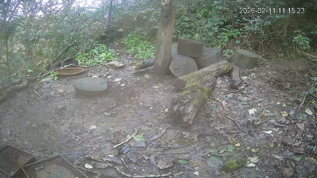 Cornwall, Badgers Watching Pigeon Feeder Live Cam -  Helston, Cornwall, South West, England, United Kingdom