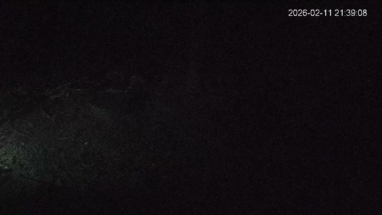 Cornwall, Badgers Watching Pigeon Feeder Live Cam -  Helston, Cornwall, South West, England, United Kingdom