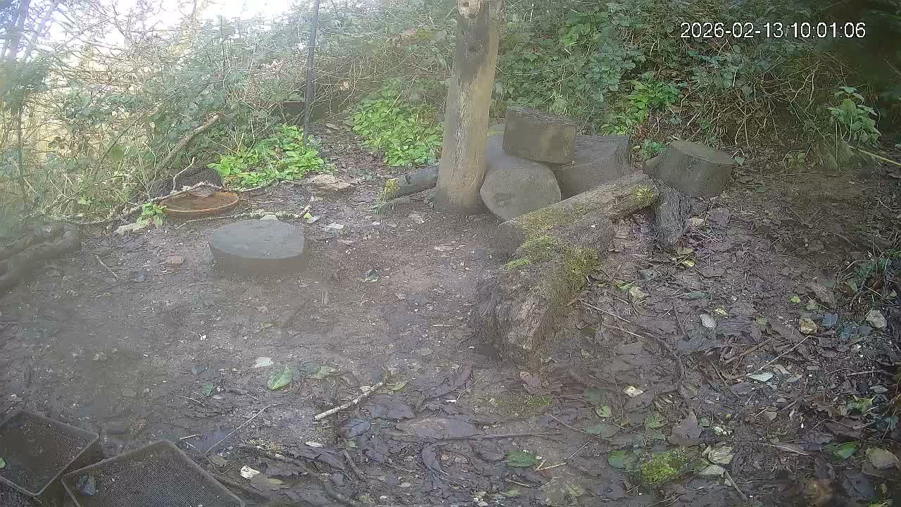Cornwall, Badgers Watching Pigeon Feeder Live Cam -  Helston, Cornwall, South West, England, United Kingdom