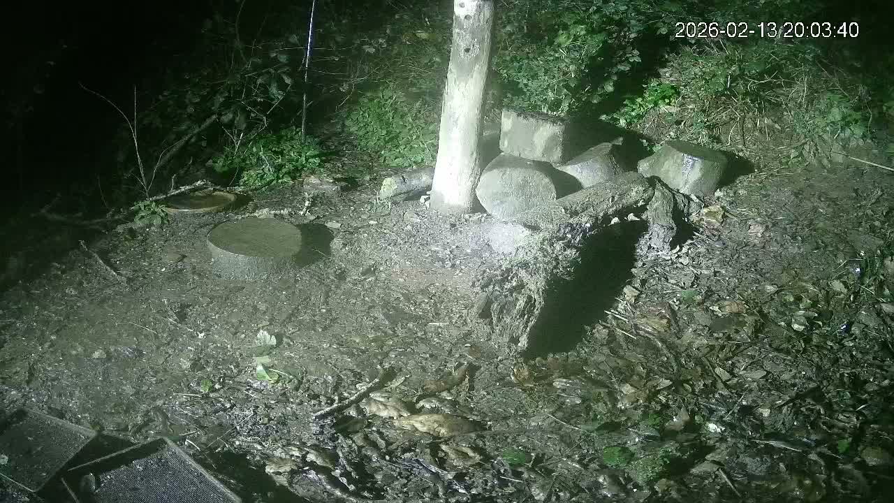 Cornwall, Badgers Watching Pigeon Feeder Live Cam -  Helston, Cornwall, South West, England, United Kingdom
