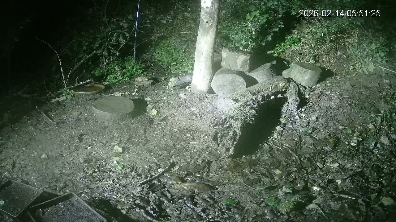 Cornwall, Badgers Watching Pigeon Feeder Live Cam -  Helston, Cornwall, South West, England, United Kingdom