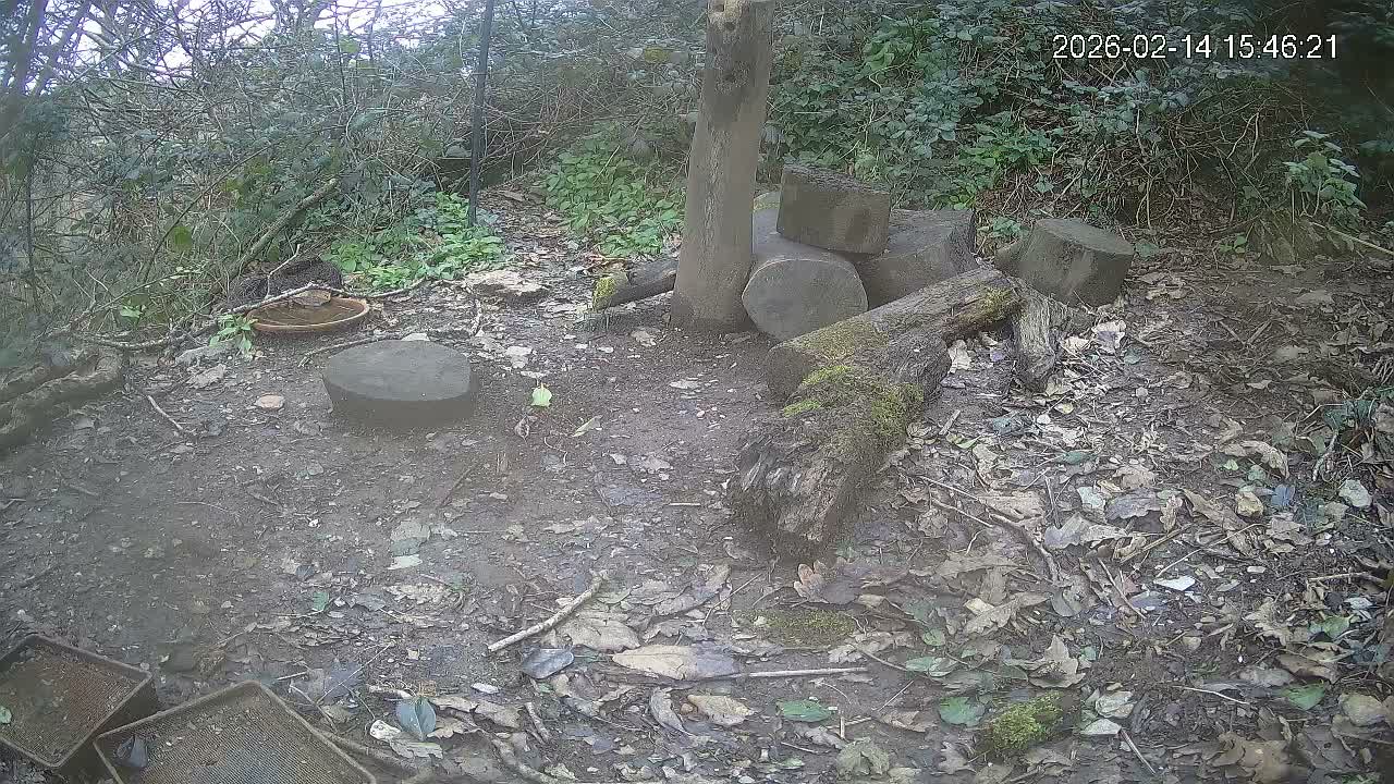 Cornwall, Badgers Watching Pigeon Feeder Live Cam -  Helston, Cornwall, South West, England, United Kingdom