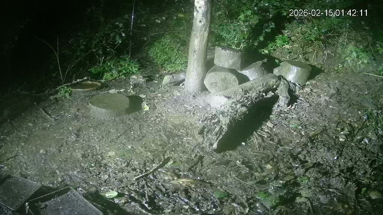 Cornwall, Badgers Watching Pigeon Feeder Live Cam -  Helston, Cornwall, South West, England, United Kingdom
