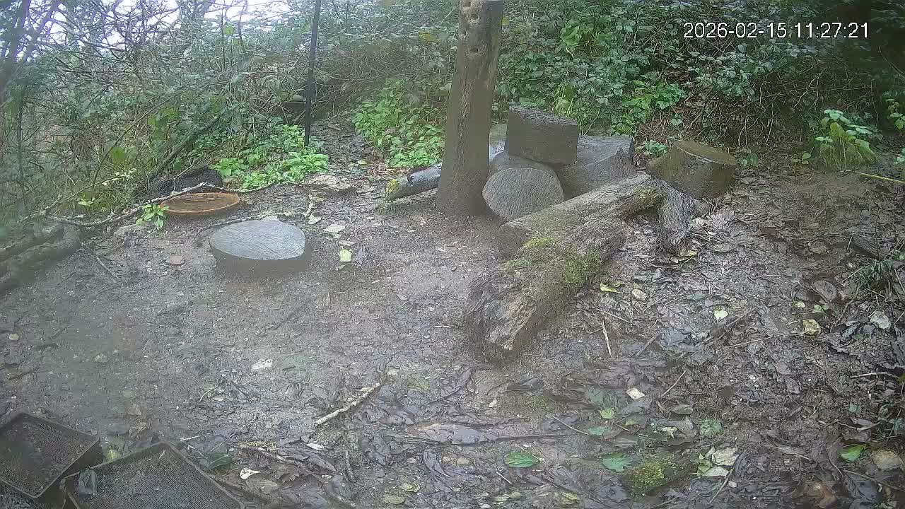 Cornwall, Badgers Watching Pigeon Feeder Live Cam -  Helston, Cornwall, South West, England, United Kingdom
