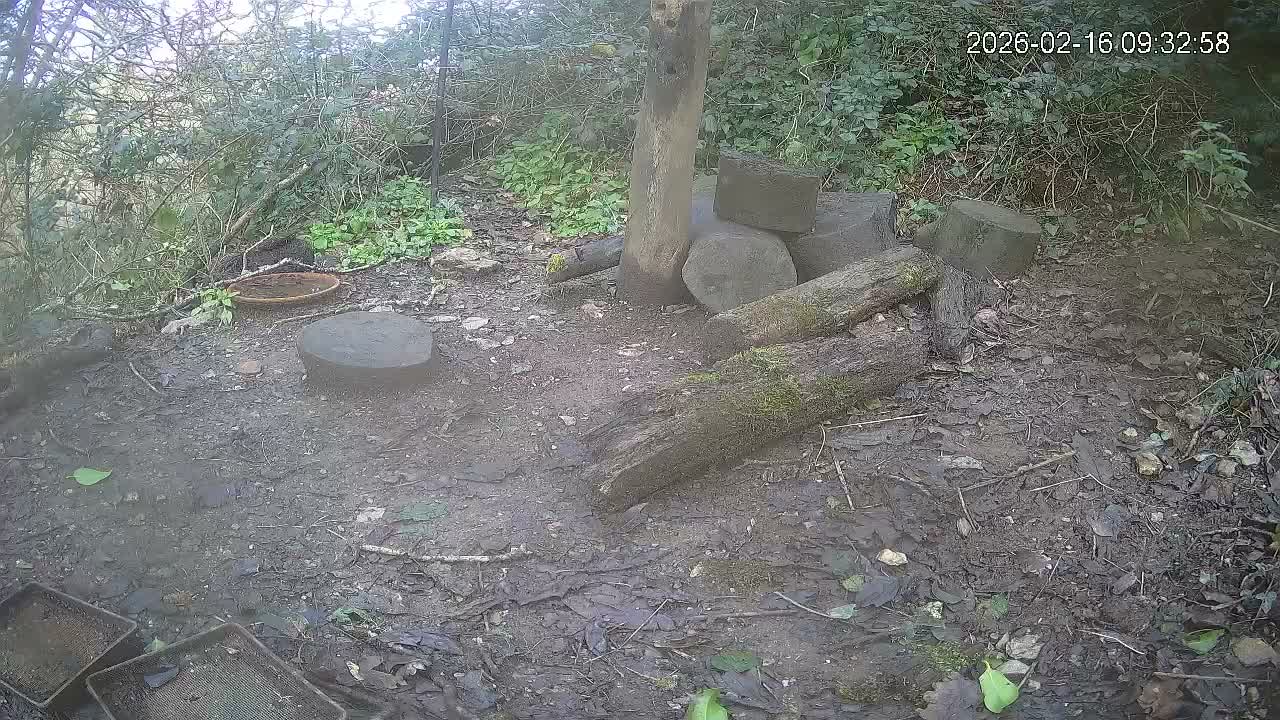 Cornwall, Badgers Watching Pigeon Feeder Live Cam -  Helston, Cornwall, South West, England, United Kingdom