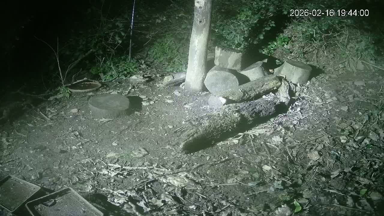 Cornwall, Badgers Watching Pigeon Feeder Live Cam -  Helston, Cornwall, South West, England, United Kingdom