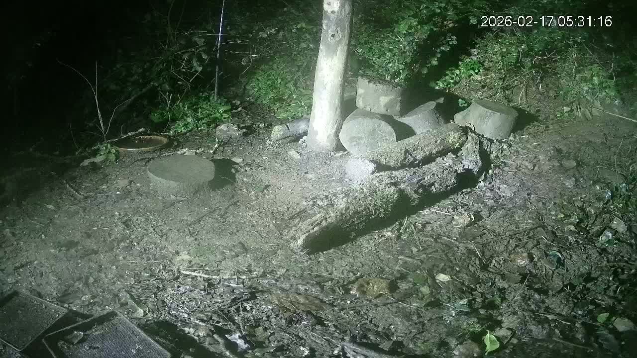 Cornwall, Badgers Watching Pigeon Feeder Live Cam -  Helston, Cornwall, South West, England, United Kingdom