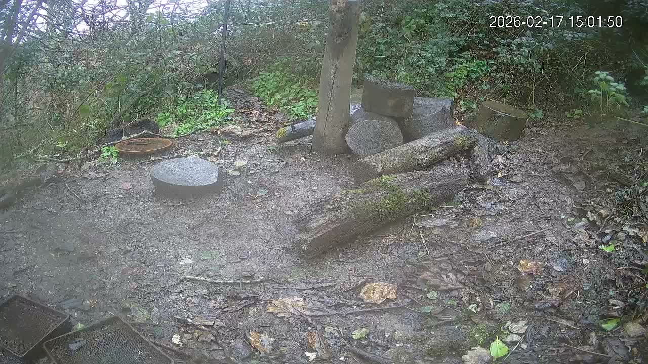 Cornwall, Badgers Watching Pigeon Feeder Live Cam -  Helston, Cornwall, South West, England, United Kingdom