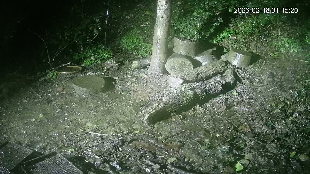 Cornwall, Badgers Watching Pigeon Feeder Live Cam -  Helston, Cornwall, South West, England, United Kingdom