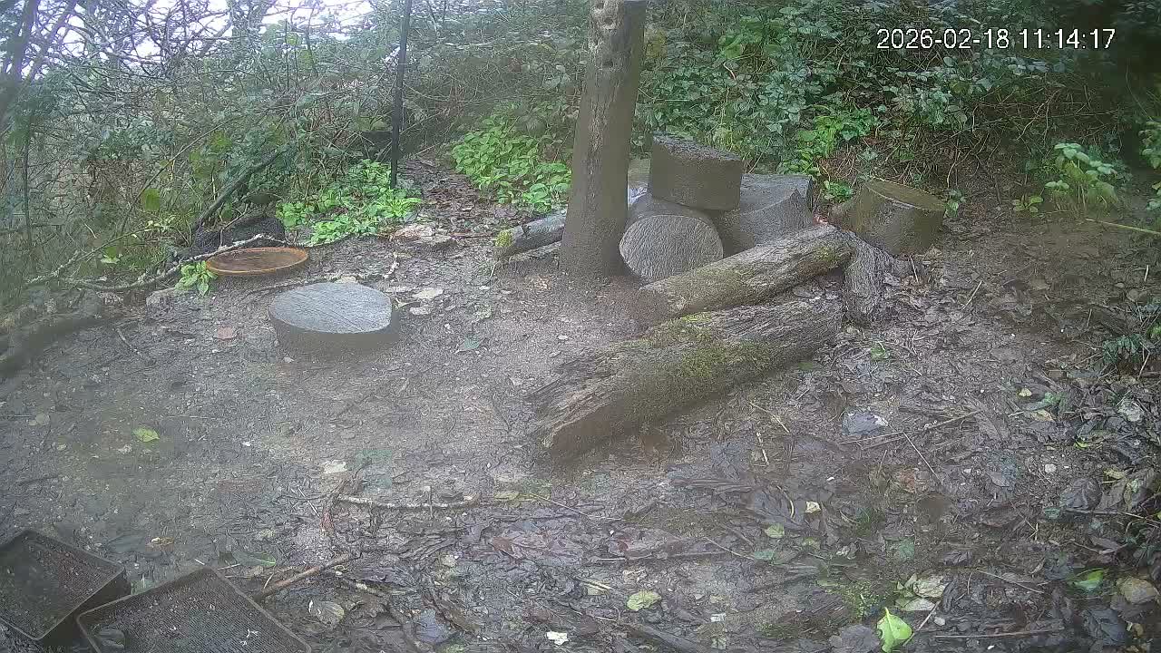 Cornwall, Badgers Watching Pigeon Feeder Live Cam -  Helston, Cornwall, South West, England, United Kingdom
