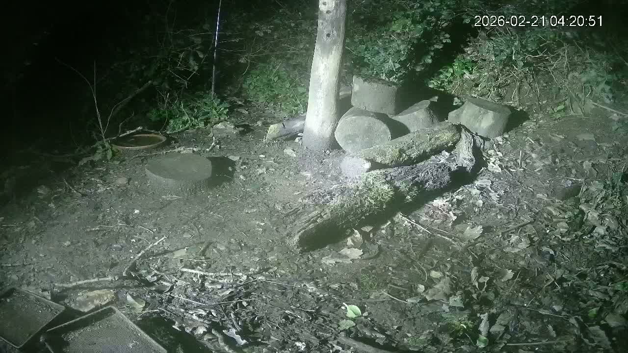 Cornwall, Badgers Watching Pigeon Feeder Live Cam -  Helston, Cornwall, South West, England, United Kingdom
