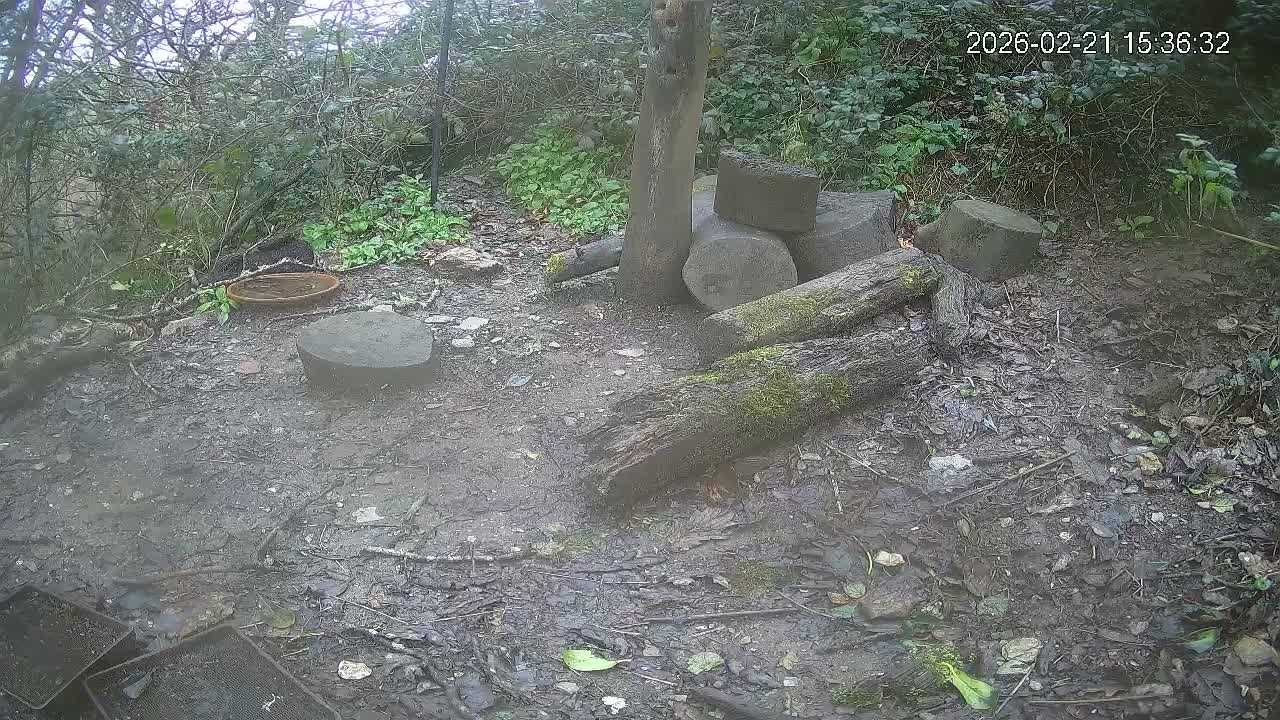 Cornwall, Badgers Watching Pigeon Feeder Live Cam -  Helston, Cornwall, South West, England, United Kingdom
