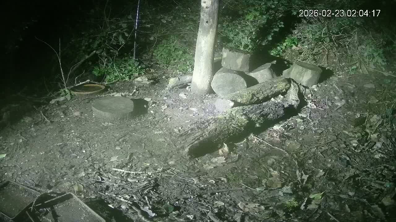 Cornwall, Badgers Watching Pigeon Feeder Live Cam -  Helston, Cornwall, South West, England, United Kingdom