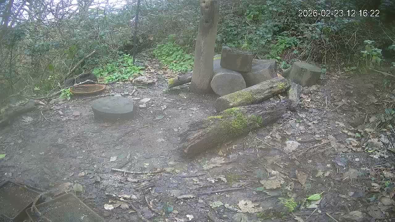 Cornwall, Badgers Watching Pigeon Feeder Live Cam -  Helston, Cornwall, South West, England, United Kingdom
